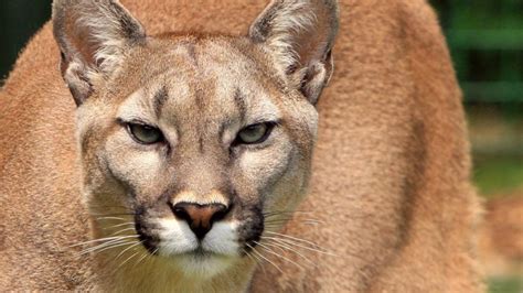 A cougar caught on video roaming through a Minneapolis backyard is likely dead